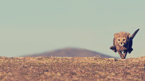 Cheetah Cub 1920X1080